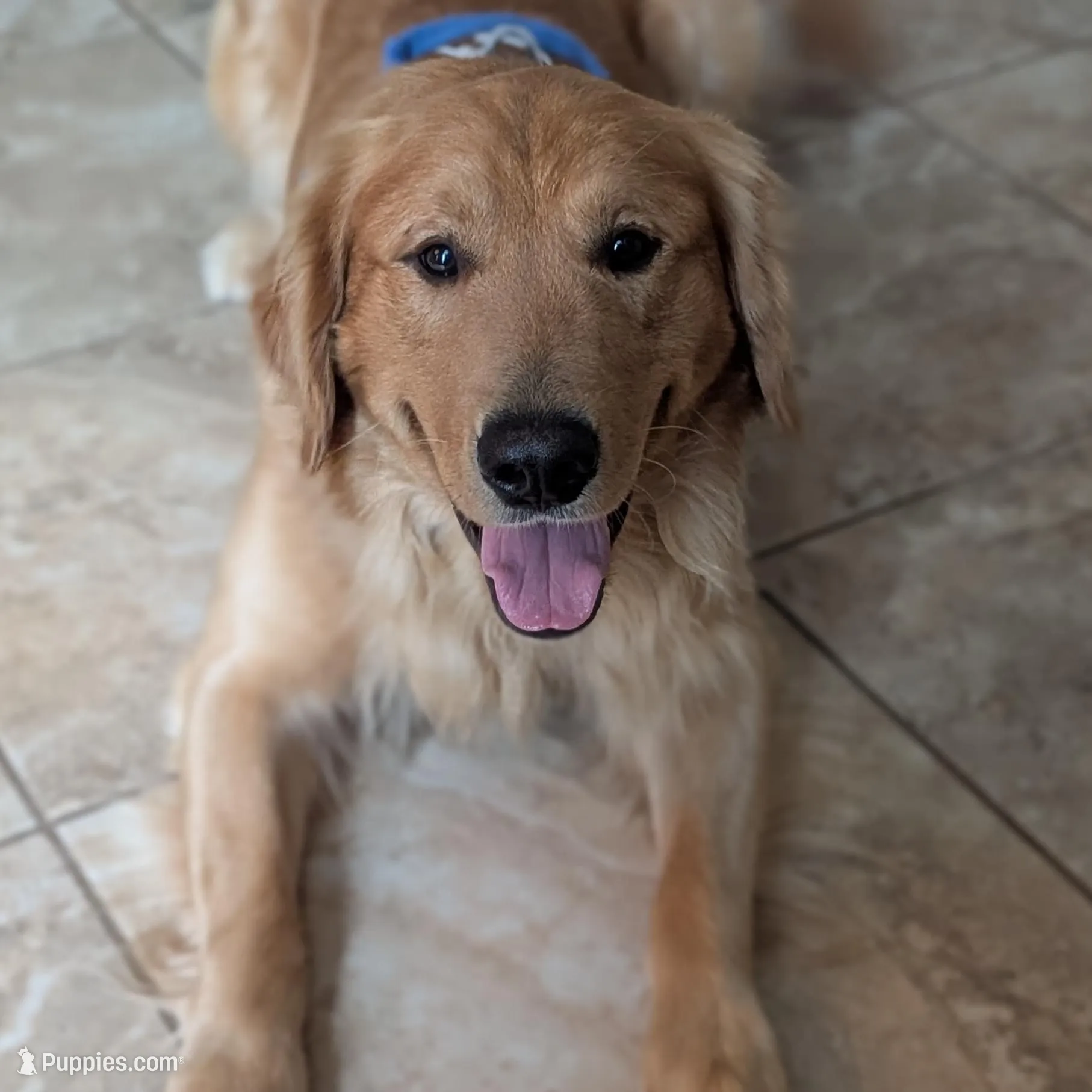 Red Collar, a female Golden Retriever for sale in Tomball, TX – Photo 3 of 3