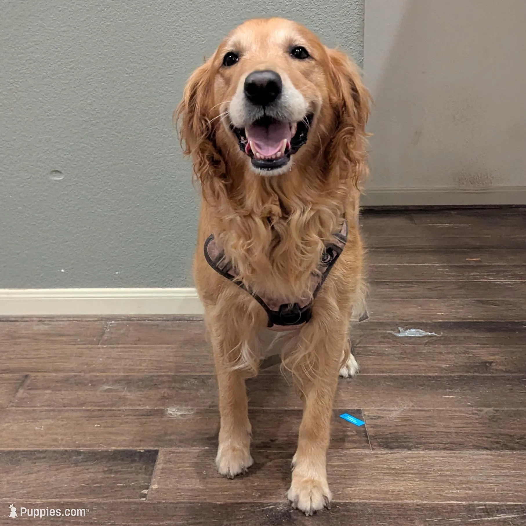 Brown Collar, a female Golden Retriever for sale in Tomball, TX – Photo 2 of 3