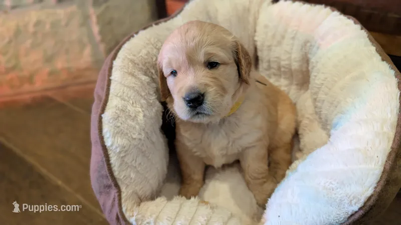 Penelope – Golden Retriever puppy on hold in Tomball, TX