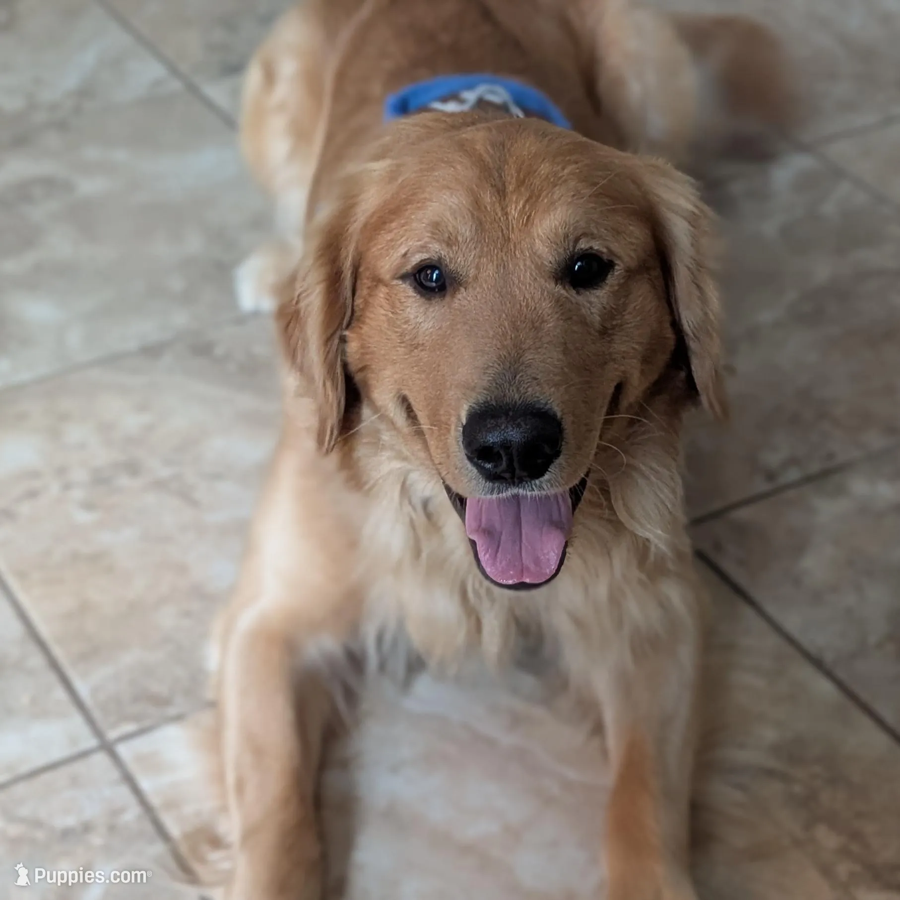 Pink Collar, a female Golden Retriever for sale in Tomball, TX – Photo 3 of 3