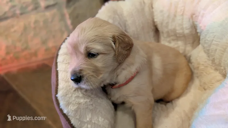 Peony – Golden Retriever puppy for sale in Tomball, TX