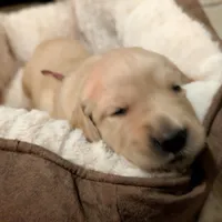 Peony, a female Golden Retriever for sale in Tomball, TX – Photo 2 of 5