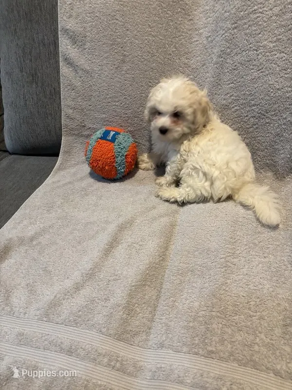 Lacy – Maltipoo puppy for sale in Loxley, AL