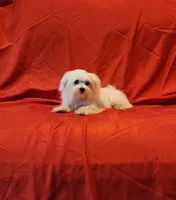 Lacy, a female Maltipoo for sale in Loxley, AL – 2 of 3