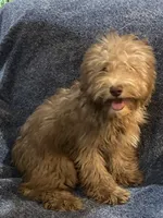 Yoshi, a male Schnoodle for sale in Loxley, AL – 2 of 3