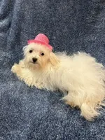 Lacy, a female Maltipoo for sale in Loxley, AL – 5 of 5