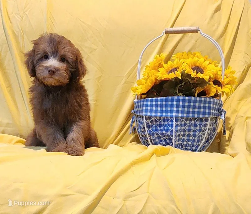 Yoshi – Schnoodle puppy for sale in Loxley, AL