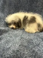 Scoother, a male Maltipoo for sale in Loxley, AL – 3 of 3