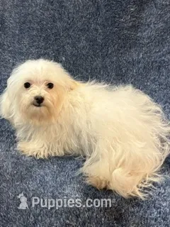 Lacy – Maltipoo puppy for sale in Loxley, AL