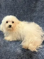 Lacy, a female Maltipoo for sale in Loxley, AL – 1 of 5