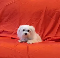 Lacy, a female Maltipoo for sale in Loxley, AL – 3 of 3