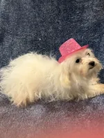 Lacy, a female Maltipoo for sale in Loxley, AL – 2 of 5