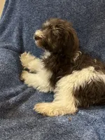 Mickey, a male Schnoodle for sale in Loxley, AL – 4 of 4