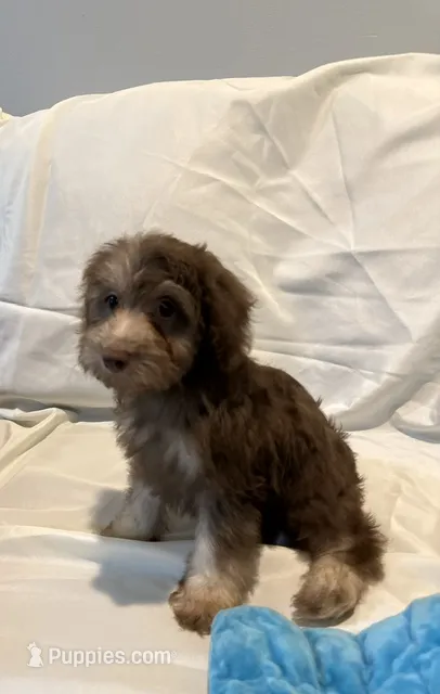 Mario – Schnoodle puppy for sale in Loxley, AL