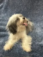 Scoother, a male Maltipoo for sale in Loxley, AL – 2 of 3