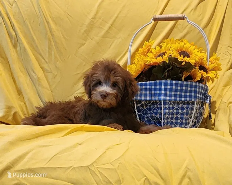 Luigi – Schnoodle puppy on hold in Loxley, AL