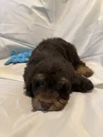 Minnie, a female Schnoodle for sale in Loxley, AL – 3 of 3