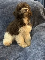 Mickey, a male Schnoodle for sale in Loxley, AL – 3 of 4