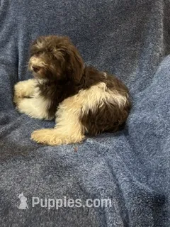 Mickey – Schnoodle puppy for sale in Loxley, AL