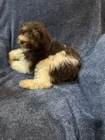 Mickey, a male Schnoodle for sale in Loxley, AL – 1 of 4