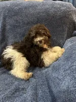 Mickey, a male Schnoodle for sale in Loxley, AL – 2 of 4