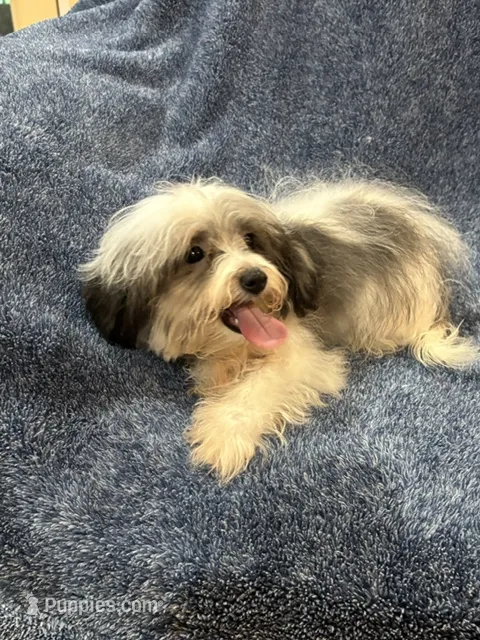 Scoother – Maltipoo puppy for sale in Loxley, AL