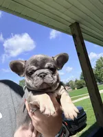 Avery, a female French Bulldog for sale in Shelbyville, IN – 4 of 8