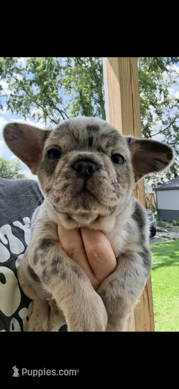 Waffles – French Bulldog puppy for sale in Shelbyville, IN