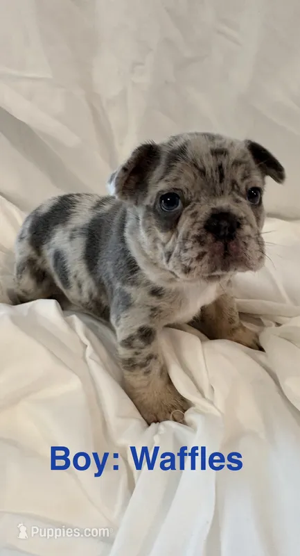 Waffles – French Bulldog puppy for sale in Shelbyville, IN