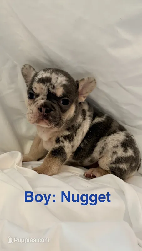 Nugget – French Bulldog puppy for sale in Shelbyville, IN