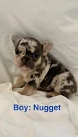 Nugget, a male French Bulldog for sale in Shelbyville, IN – 1 of 1