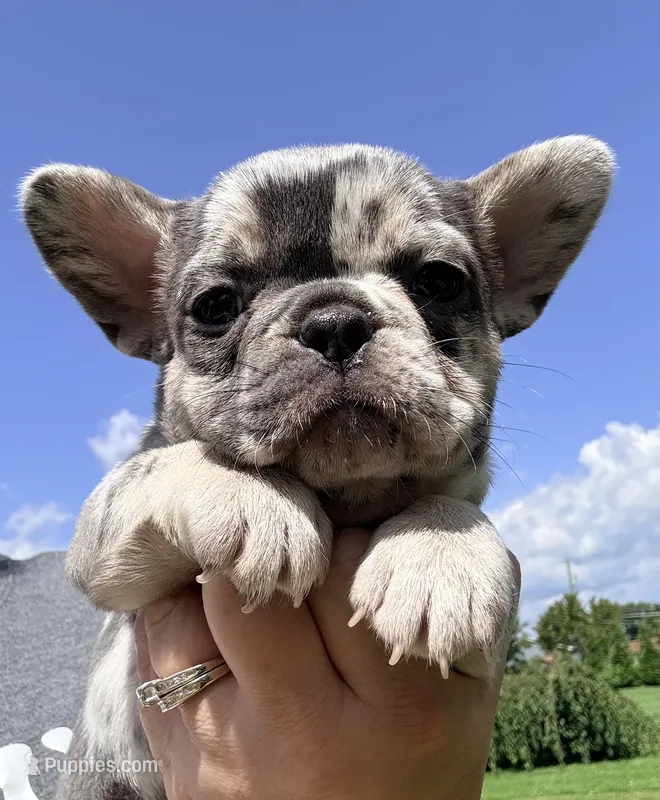 Jelly Bean – French Bulldog puppy for sale in Shelbyville, IN