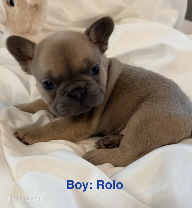 Rolo – French Bulldog puppy for sale in Shelbyville, IN