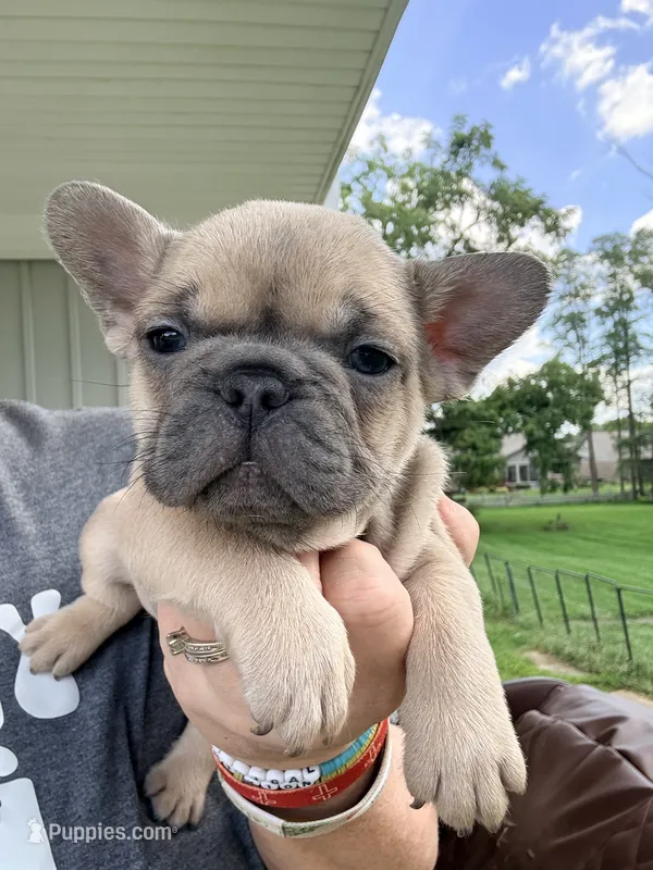Rolo – French Bulldog puppy for sale in Shelbyville, IN