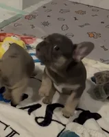 Avery, a female French Bulldog for sale in Shelbyville, IN – 7 of 8