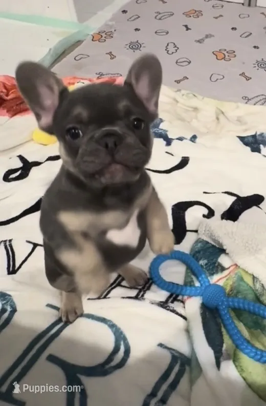 Cupcake – French Bulldog puppy for sale in Shelbyville, IN