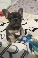 Avery, a female French Bulldog for sale in Shelbyville, IN – 3 of 8