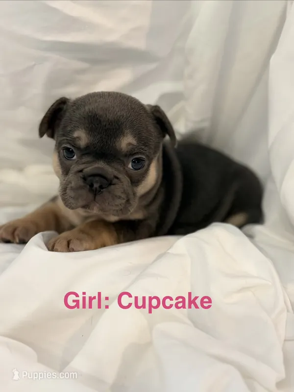 Cupcake – French Bulldog puppy for sale in Shelbyville, IN