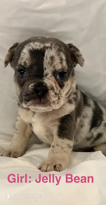 Jelly Bean – French Bulldog puppy for sale in Shelbyville, IN