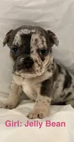 Jelly Bean, a female French Bulldog for sale in Shelbyville, IN – 1 of 1