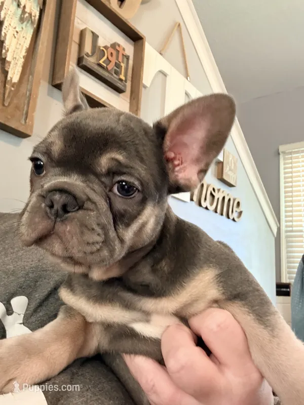 Avery – French Bulldog puppy for sale in Shelbyville, IN
