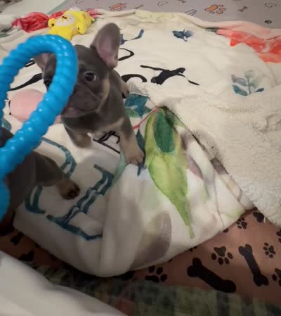 Avery, a female French Bulldog for sale in Shelbyville, IN – 8 of 8