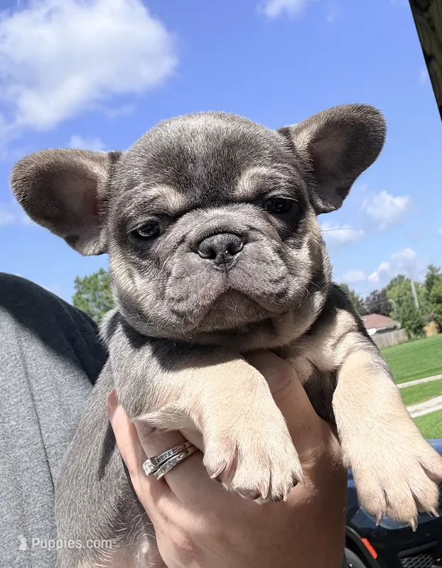Cupcake – French Bulldog puppy for sale in Shelbyville, IN