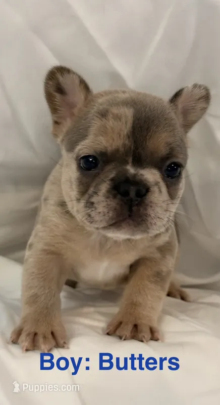 Butters – French Bulldog puppy for sale in Shelbyville, IN