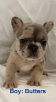 Butters, a male French Bulldog for sale in Shelbyville, IN – 1 of 1