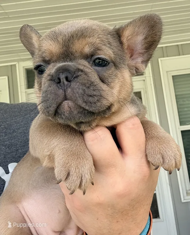 Tootsie Rool – French Bulldog puppy for sale in Shelbyville, IN