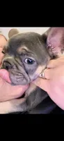 Avery, a female French Bulldog for sale in Shelbyville, IN – 2 of 8