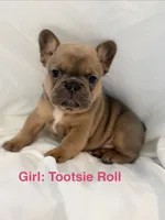 Tootsie Rool, a female French Bulldog for sale in Shelbyville, IN – 1 of 1