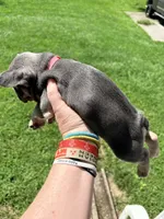 Avery, a female French Bulldog for sale in Shelbyville, IN – 6 of 8