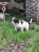 Bridget, a female English Springer Spaniel for sale in Corry, PA – 4 of 4